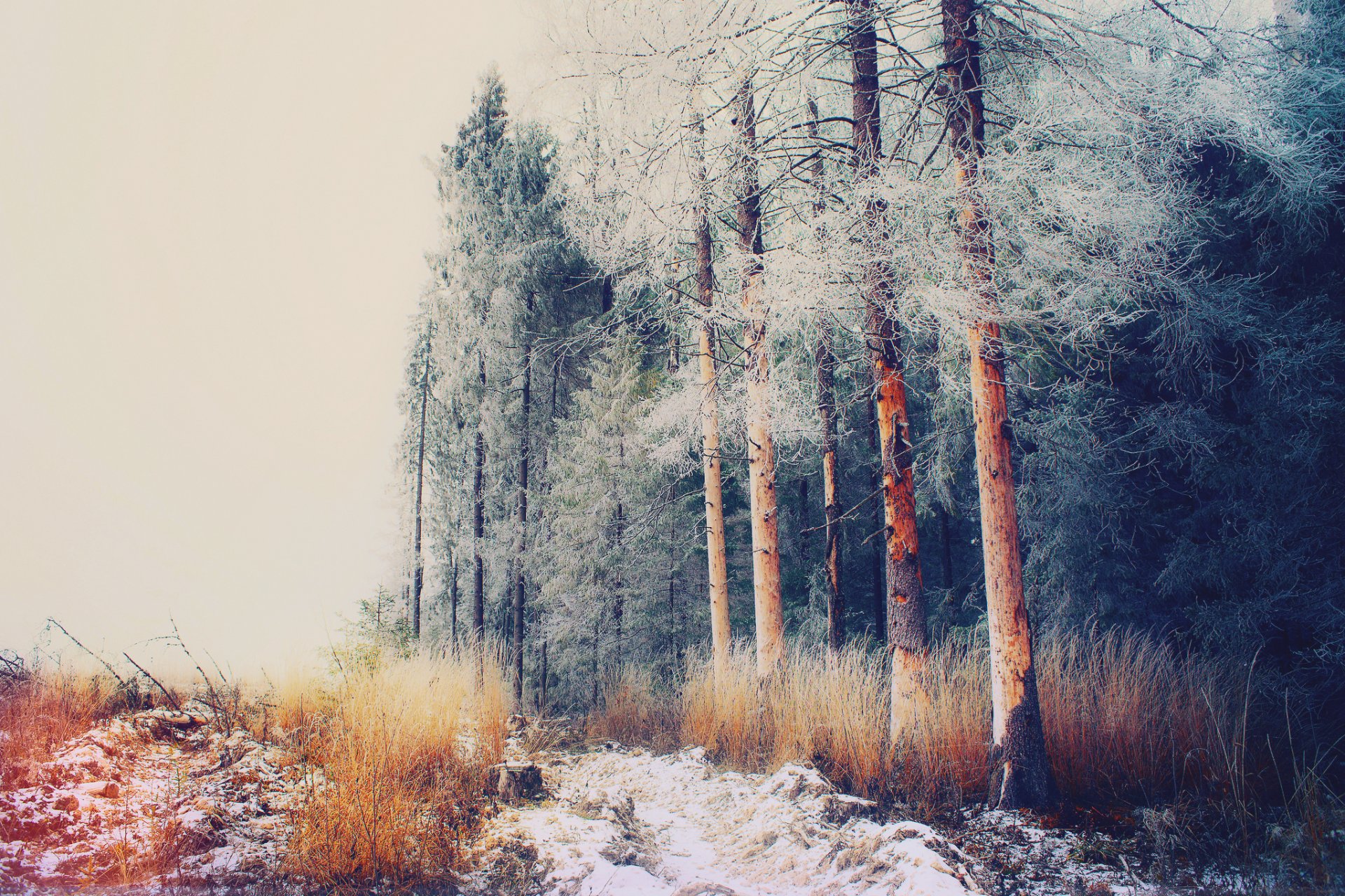 rusia región de moscú antonovka invierno diciembre bosque árboles escarcha