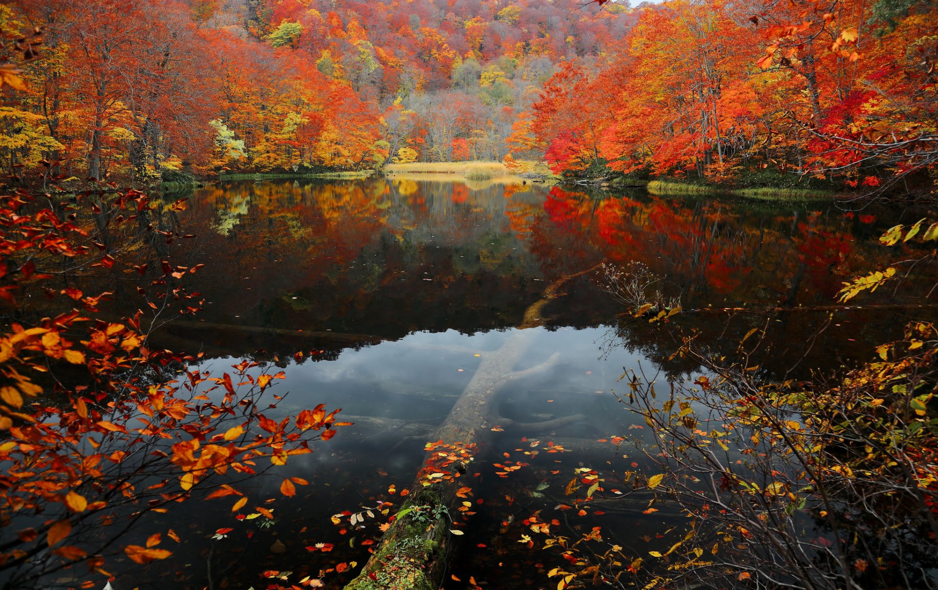 pente arbres automne forêt feuilles pourpre lac eau