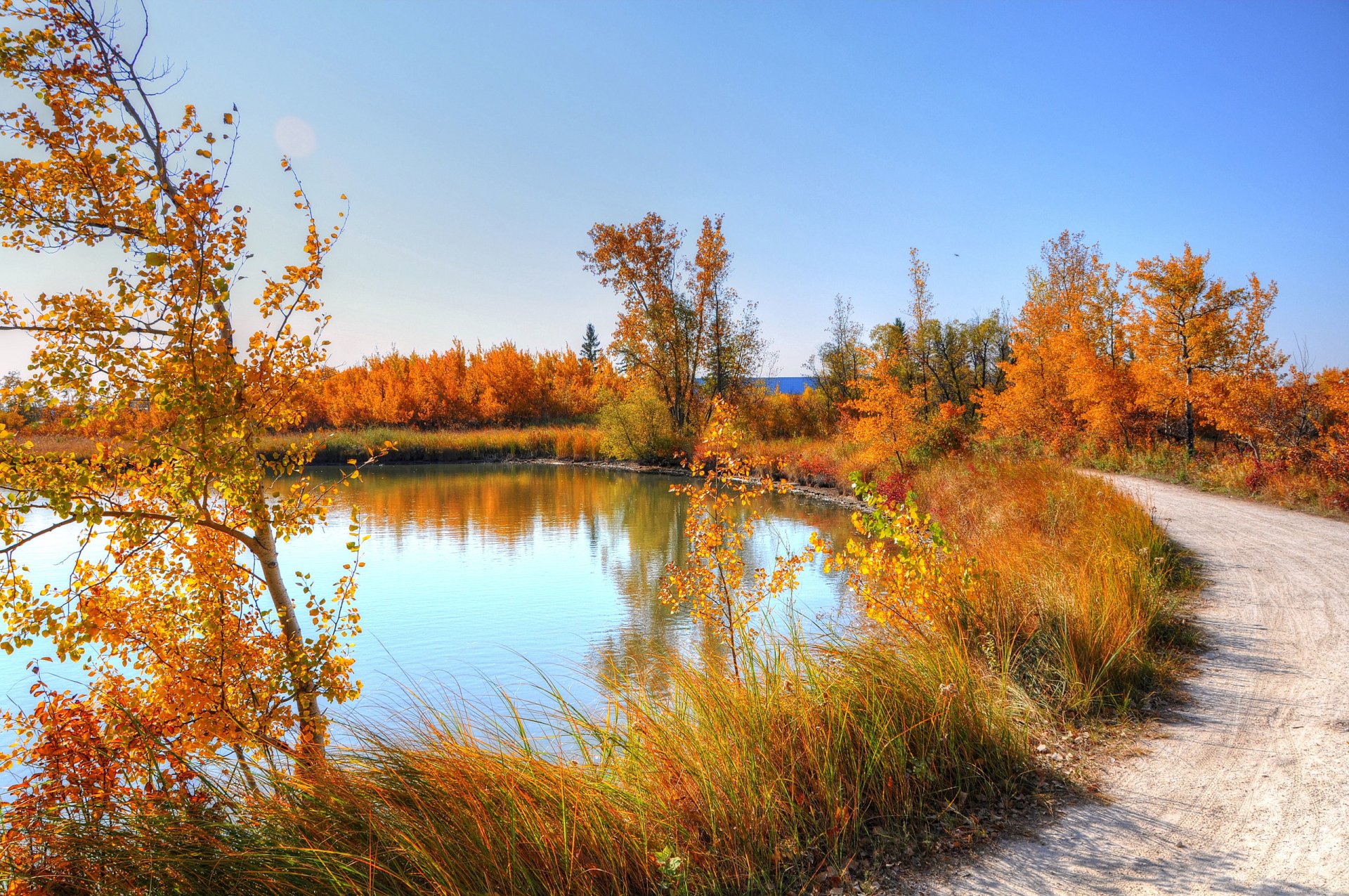 autumn pond road tree leaves nature grass sky birch