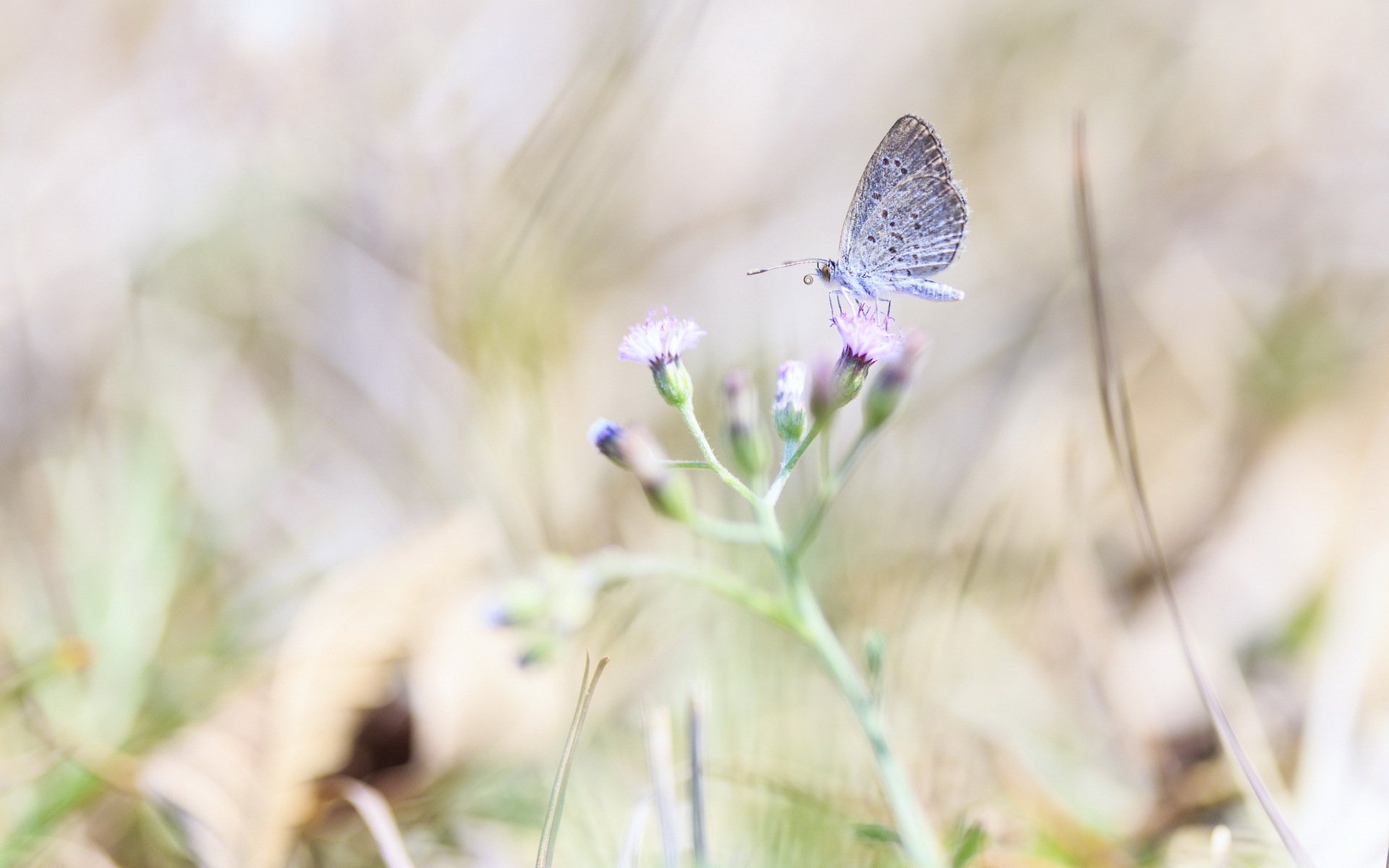 motyl kwiat natura makro