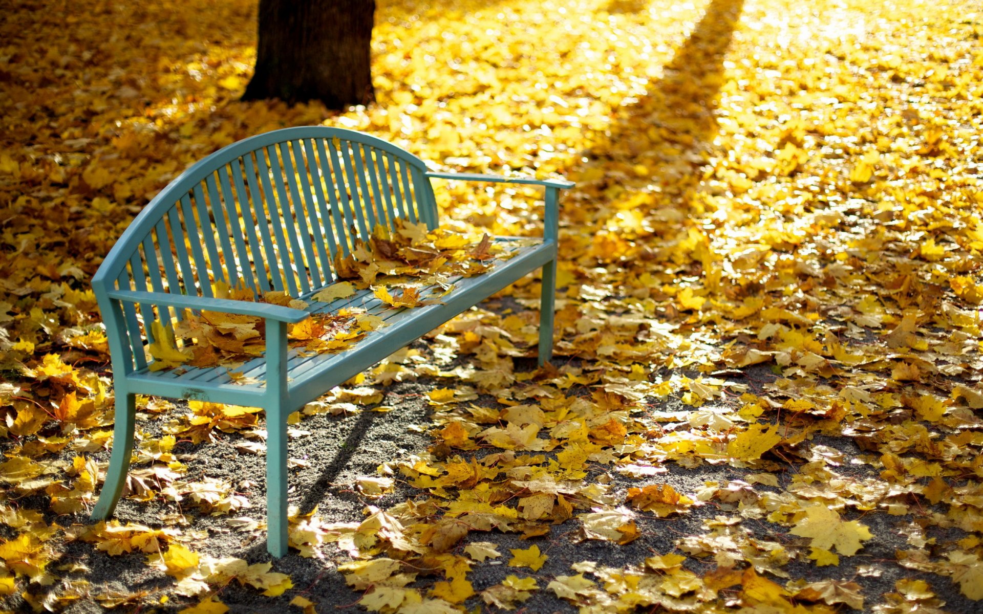 park bench leaves autumn