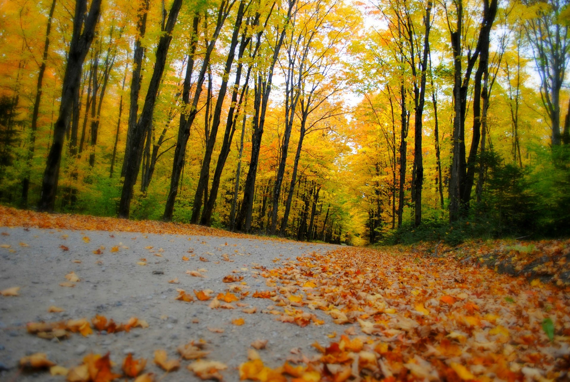 natur wald park bäume blätter bunt straße herbst herbst farben zu fuß