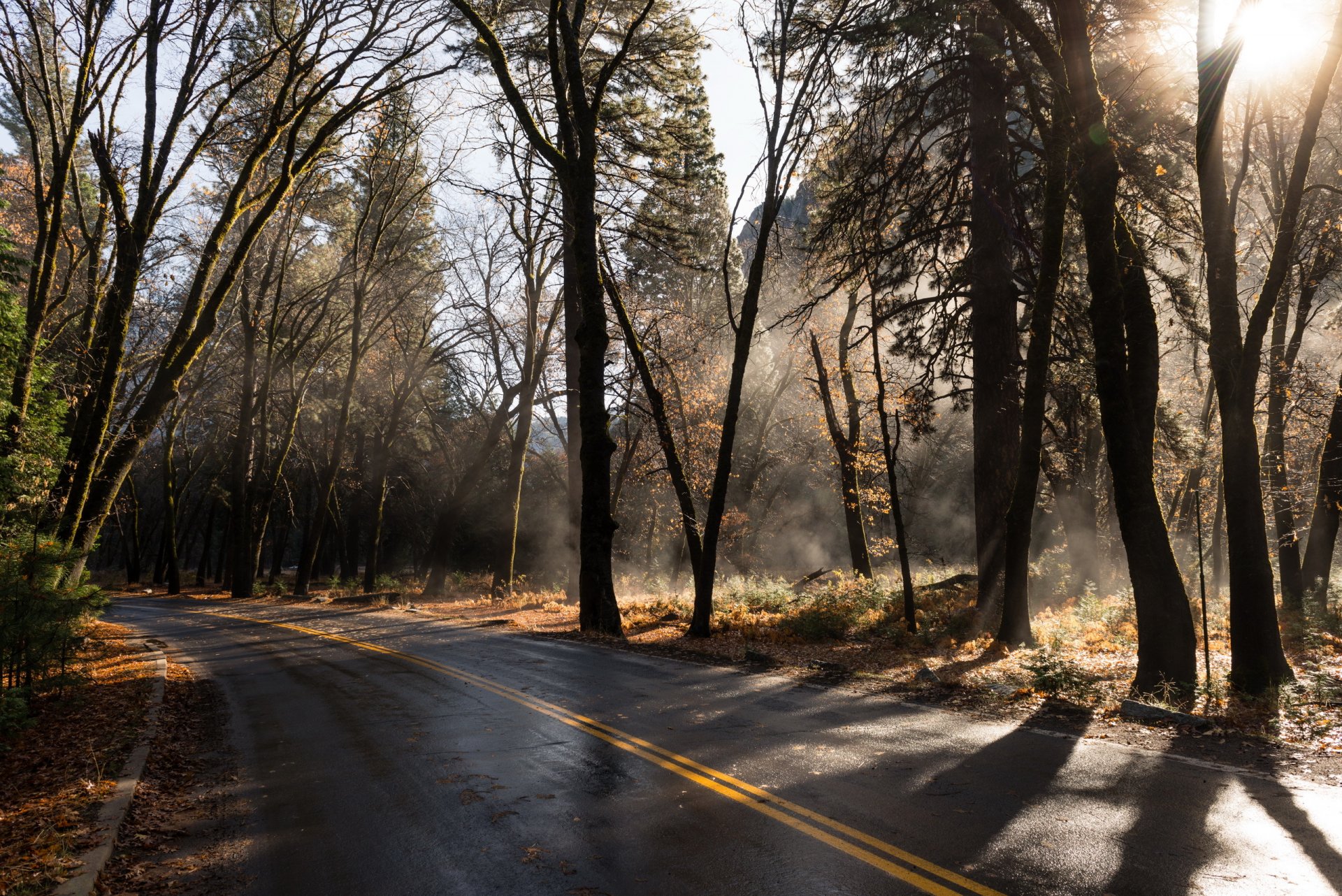 road forest autumn nature landscape