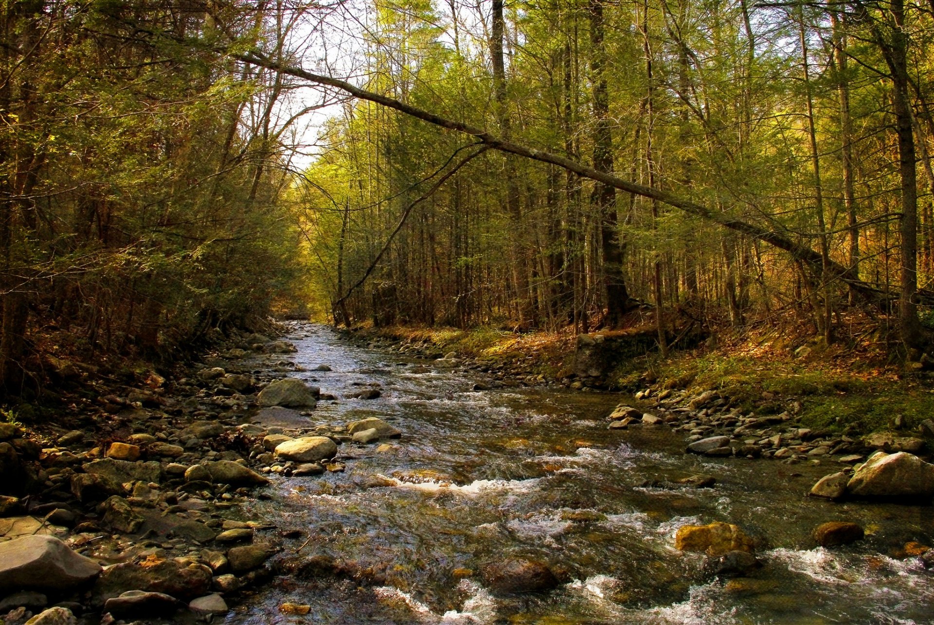 frühling wald fluss textur