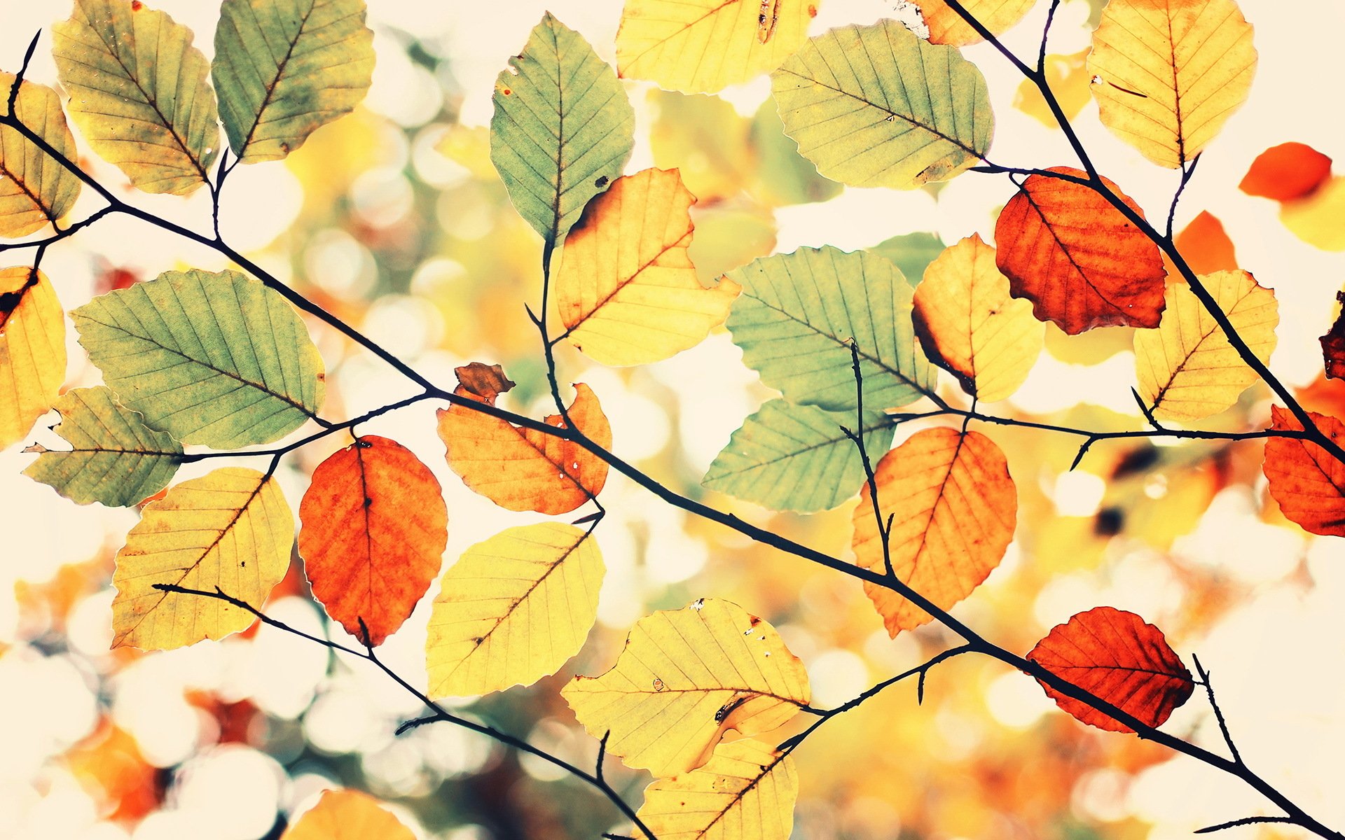 colorful autumn herbst leaves sky color