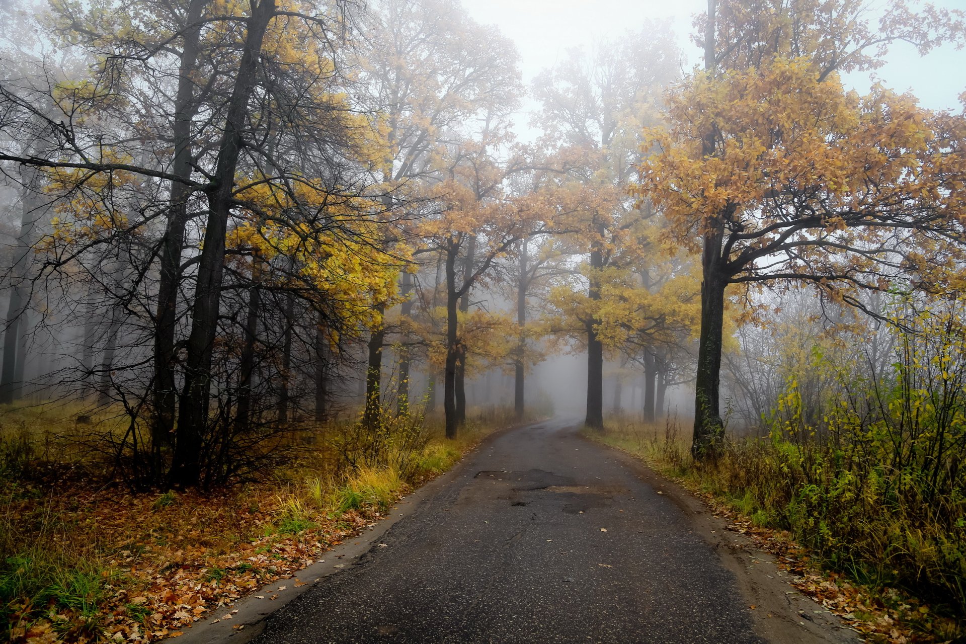 straße wald herbst natur landschaft