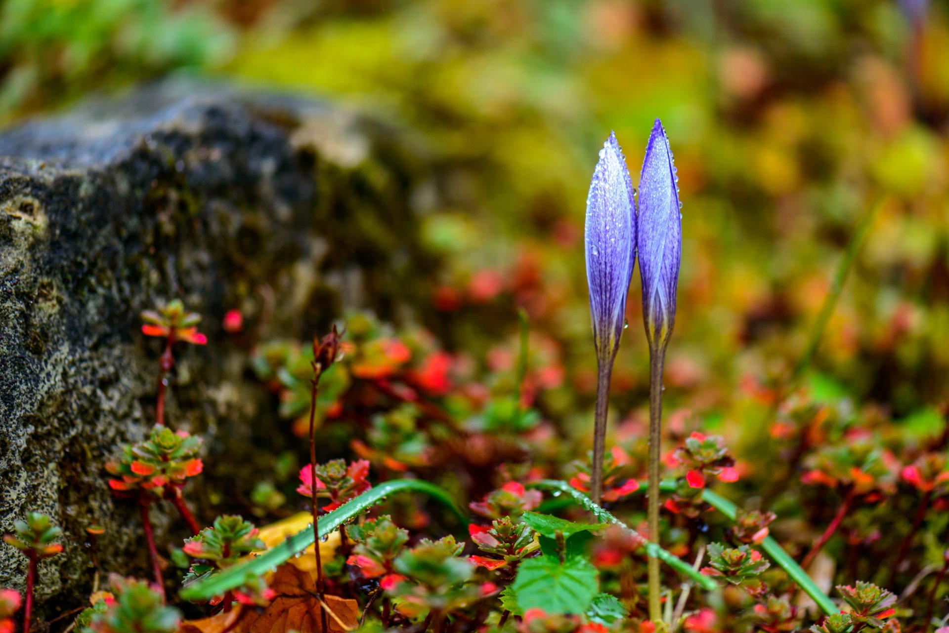 primavera hierba flores azafranes gotas rocío