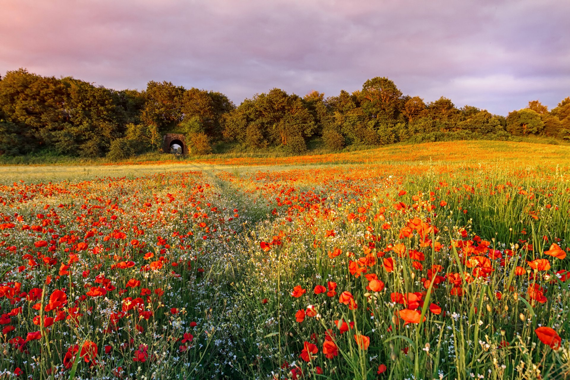 campo fiori campo papaveri rosso erba sentiero alberi sera tramonto estate natura