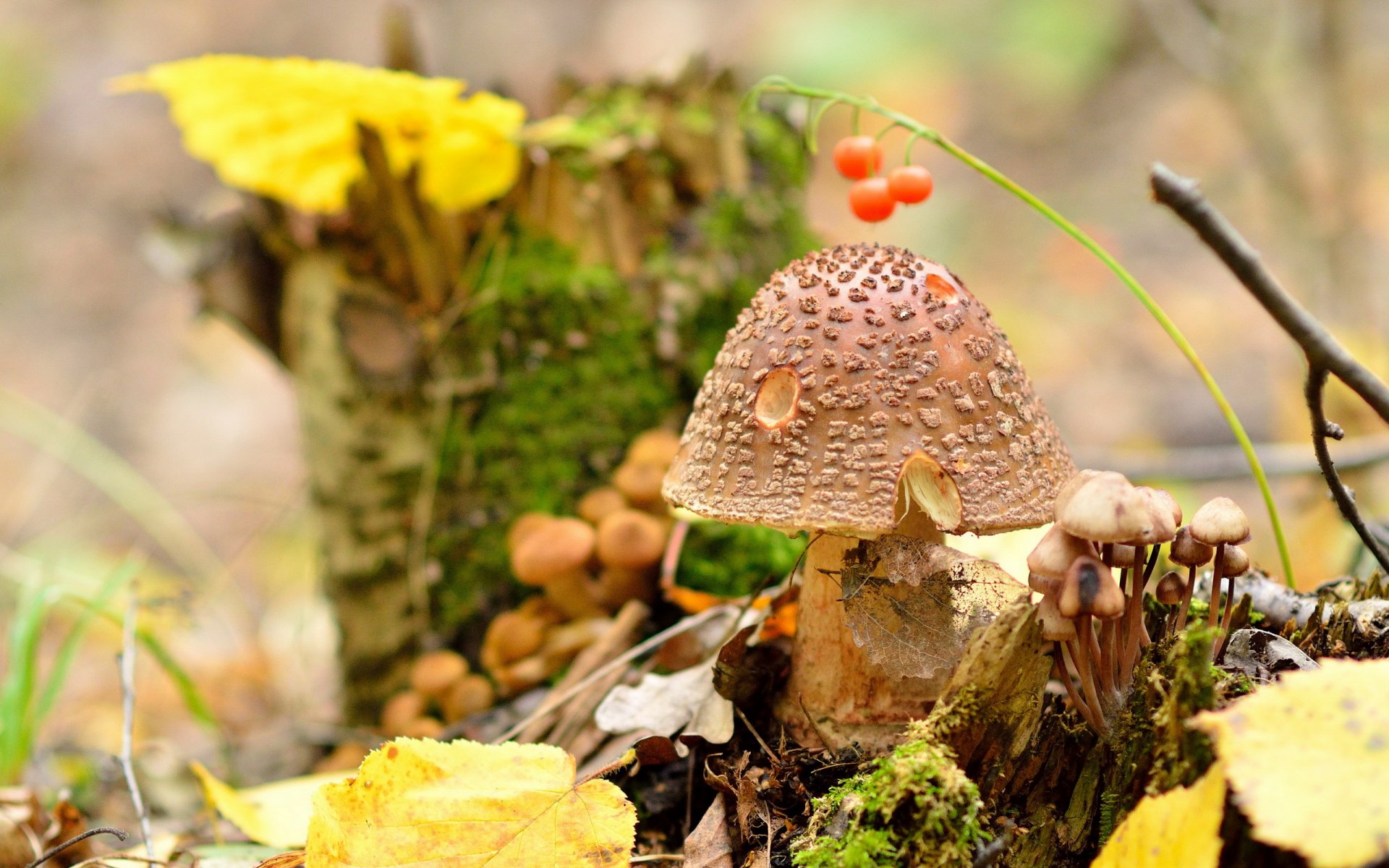 amanita pantherina mushroom nature