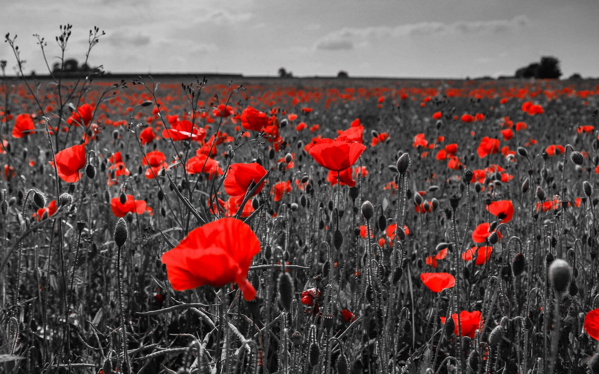 champ coquelicots nature paysage