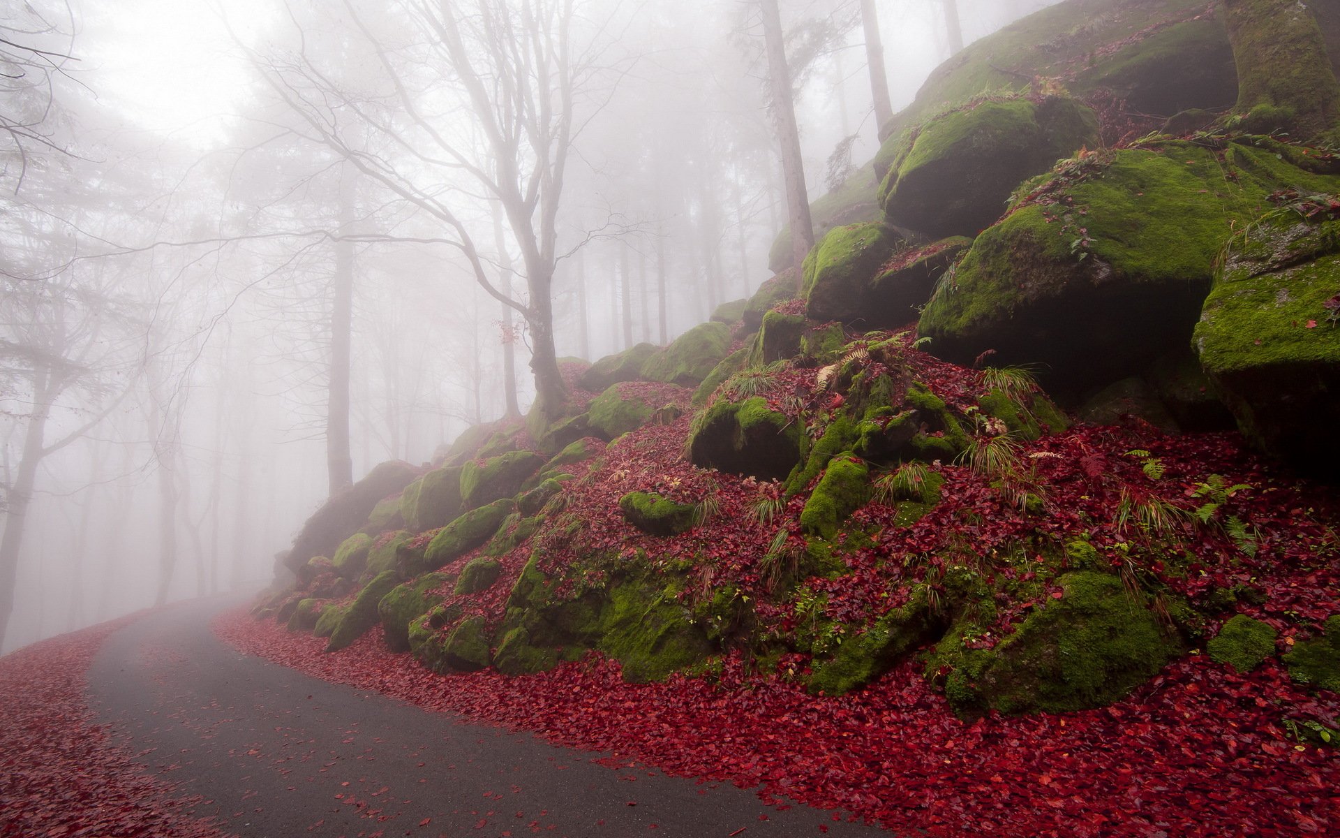 autumn road fog landscape