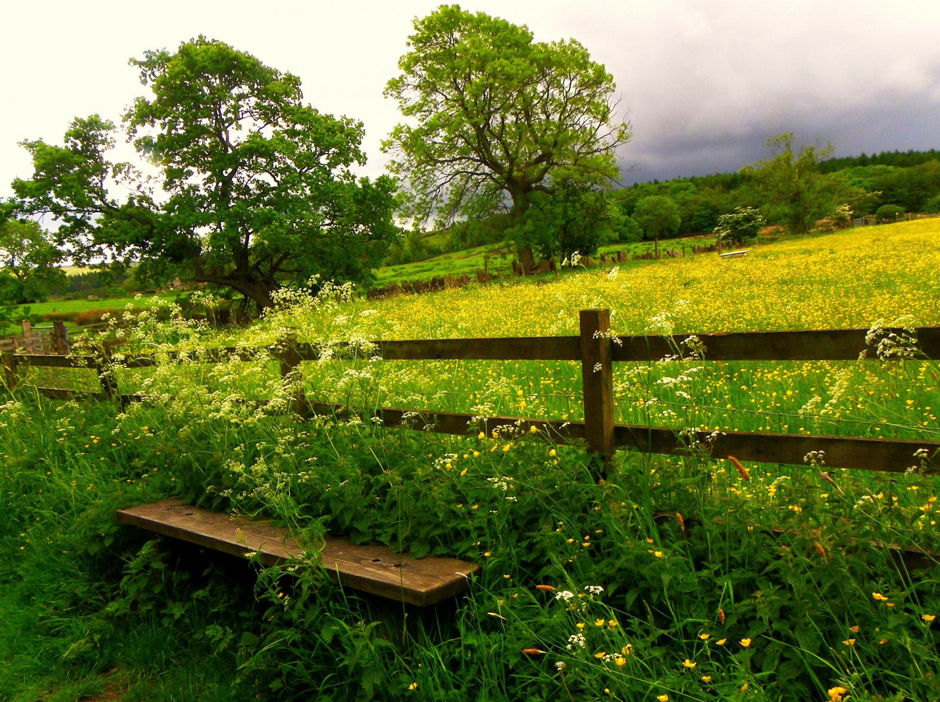 naturaleza campo banco flores hierba árboles cielo nubes banco