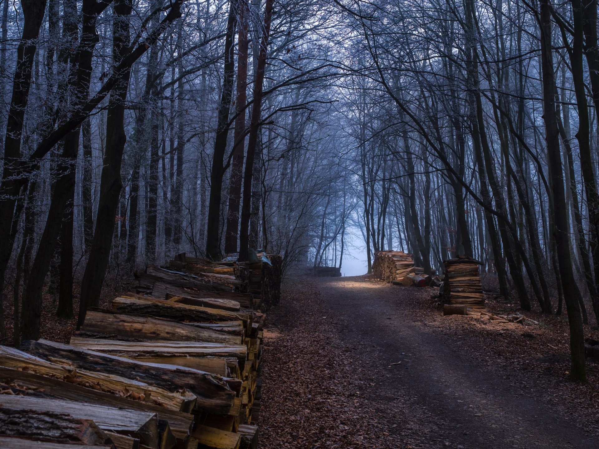 forest trees road autumn firewood log