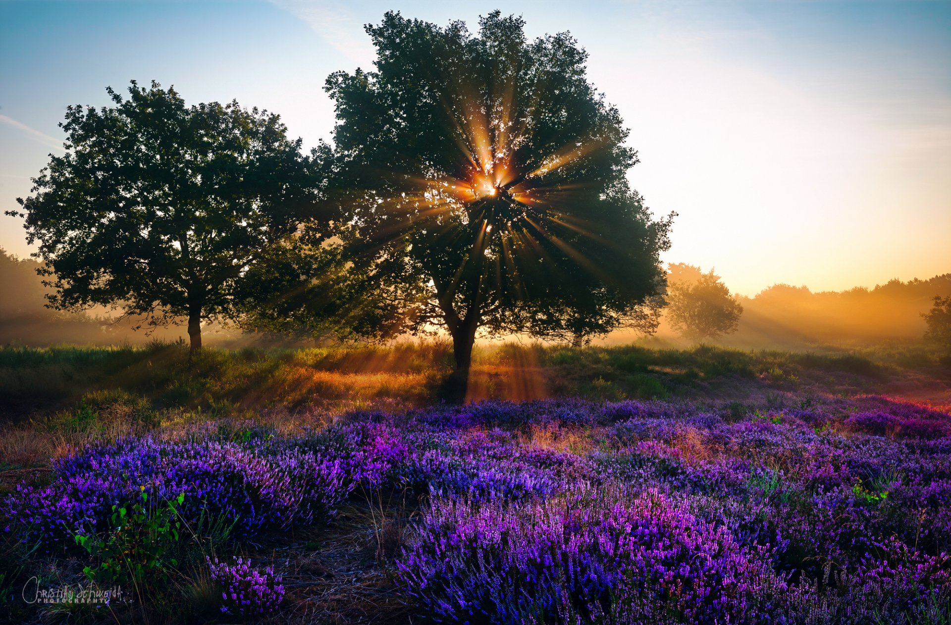 nature été août arbres lumière soleil rayons lavande fleurs