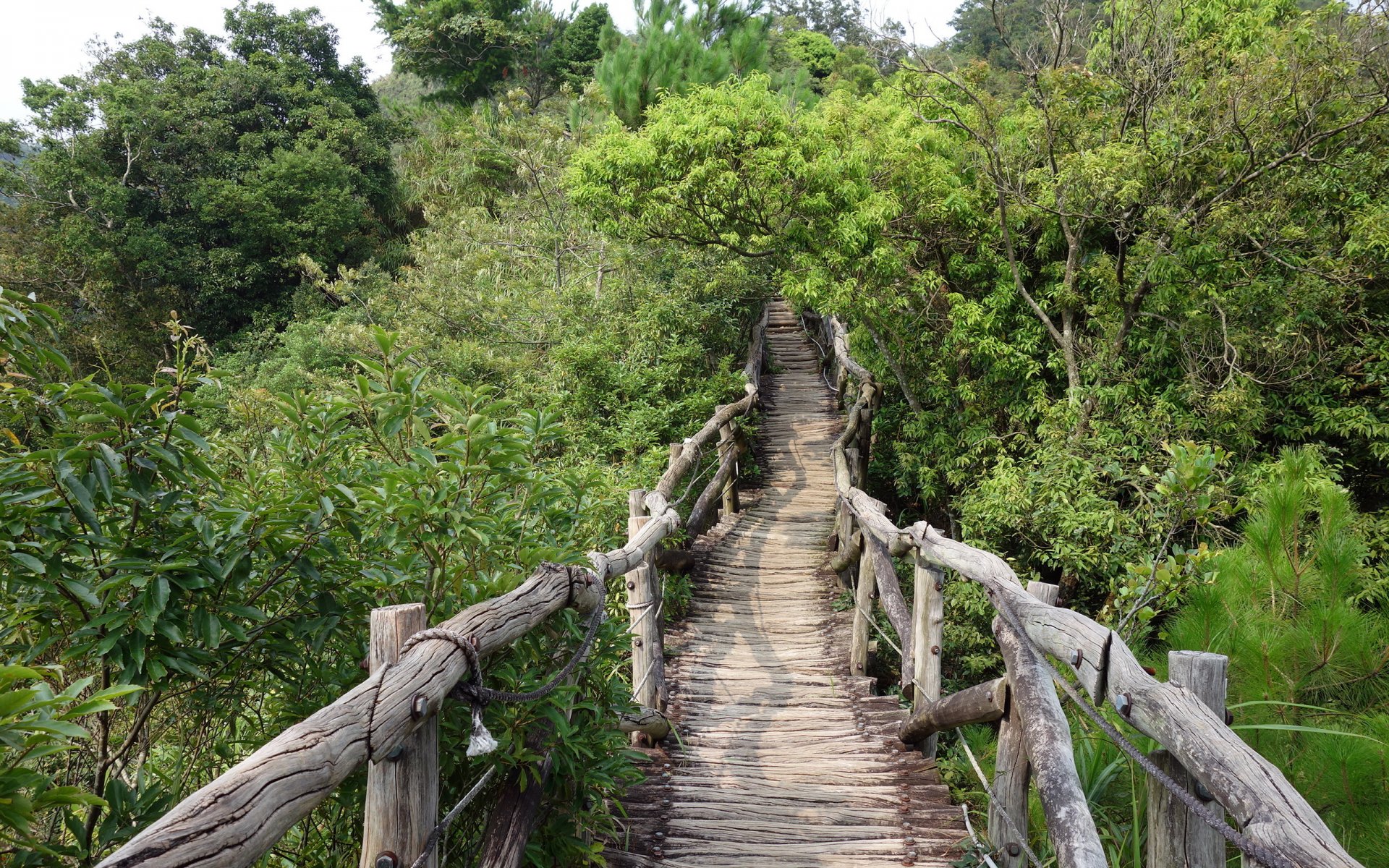 puente verde naturaleza