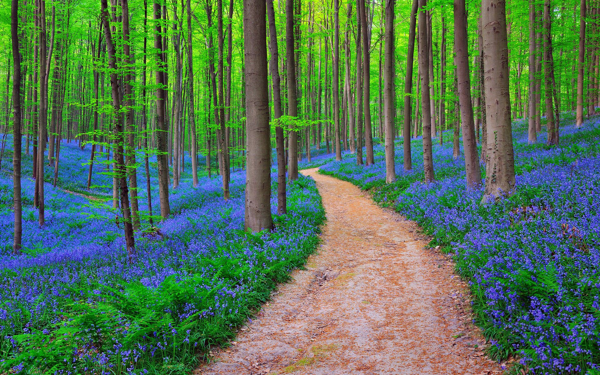 naturaleza bélgica bosque campanas en el bosque de halle