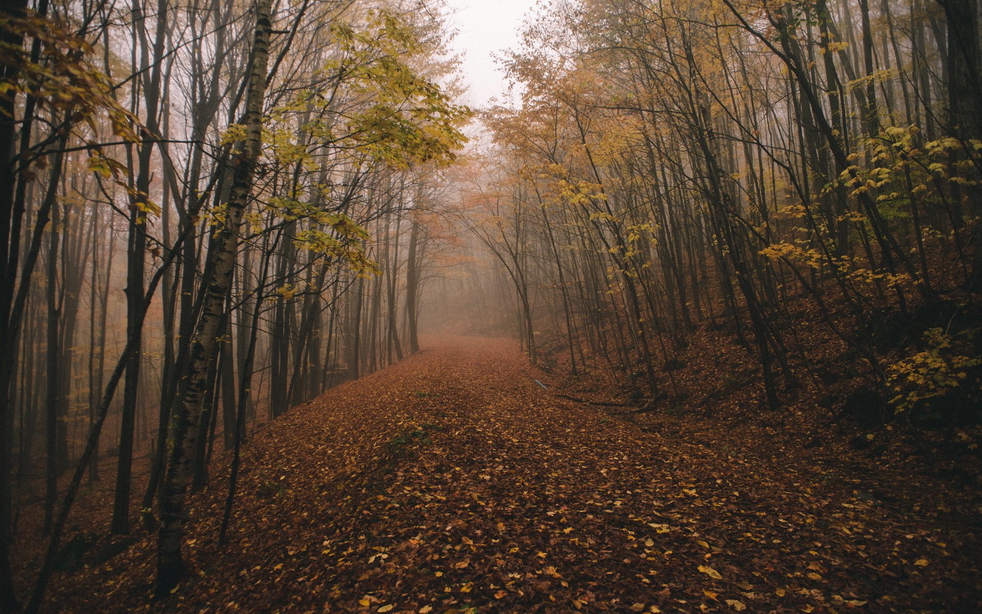 caída bosque chasingfog