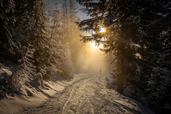 Frostiger Sonnenuntergang im Fichtenwald