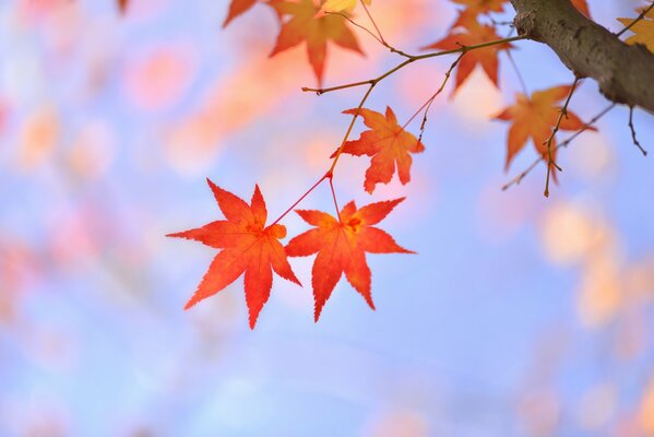 Red autumn maple leaves. Japanese maple