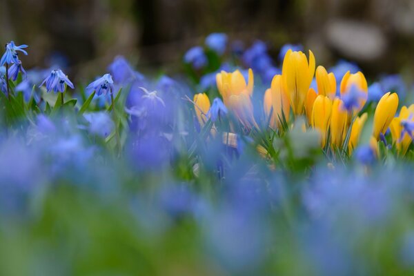 Flores amarillas y azules sobre un fondo borroso