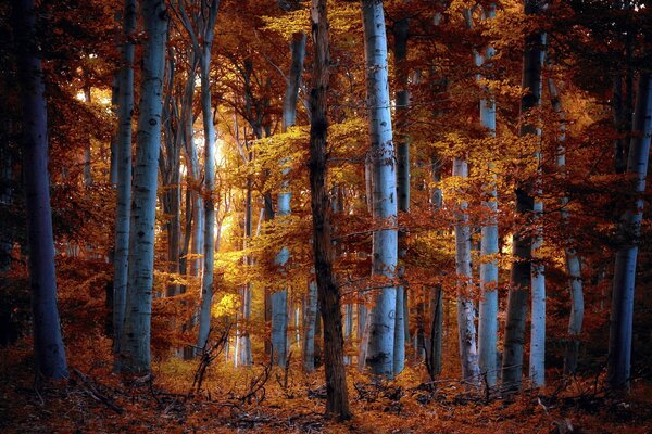 Magia de otoño del bosque