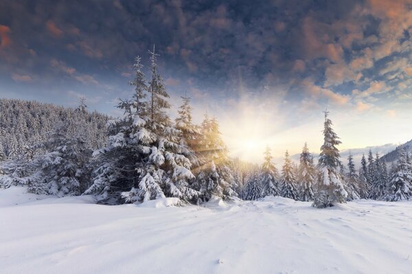 Winter forest illuminated by sunlight