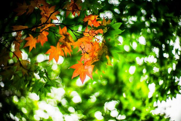 Schöne bunte Blätter. Frühherbst