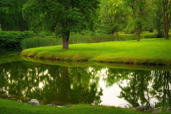 Naturaleza de verano en un parque con un río y árboles. Césped de hierba