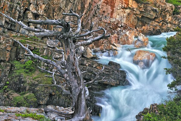 Ein kräftiger stürmischer Wasserfall und ein schwacher alter Baum