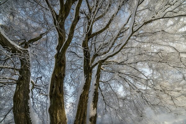 Tree branches in the snow against the blue sky