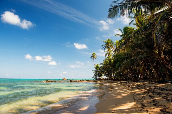 Der Strand in den Tropen mit Sand und Palmen ist wunderschön