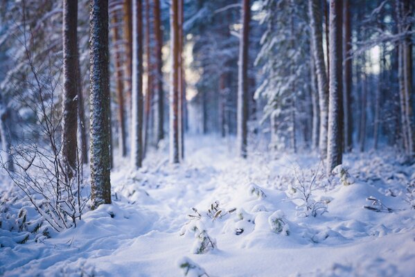 Paysage enneigé de forêt d hiver