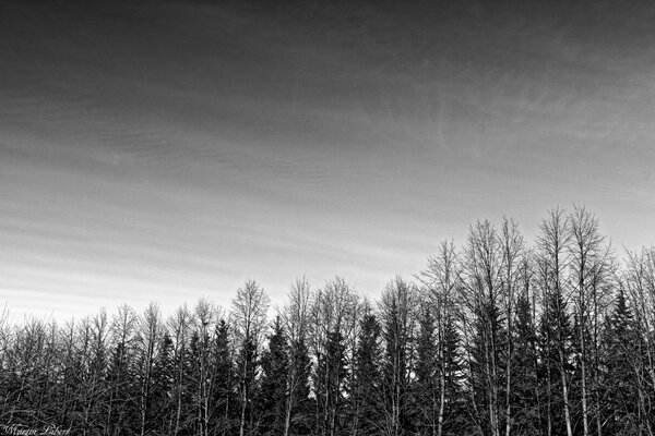 Fond d écran forêt noir et blanc dans le style gothique