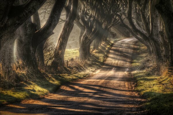 Allée sombre en Irlande du Nord figure