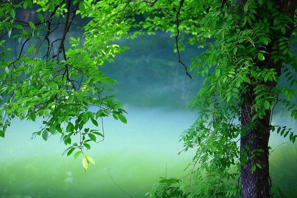 Grüner Baum an einem Sommertag