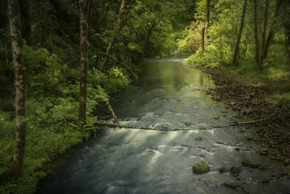 Fluye un río en medio del bosque