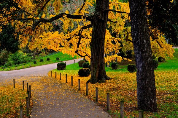 Belleza de la naturaleza. Un paseo por el parque de otoño