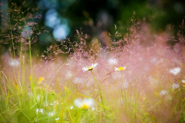 Wilde Gänseblümchen auf grünem Hintergrund