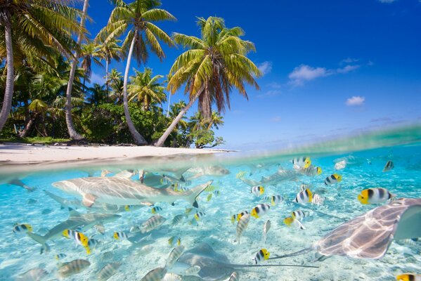 Transparent sea with fish and sharks