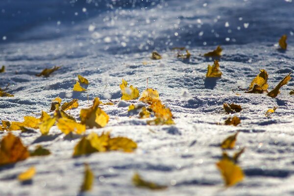 The last fallen leaves in winter