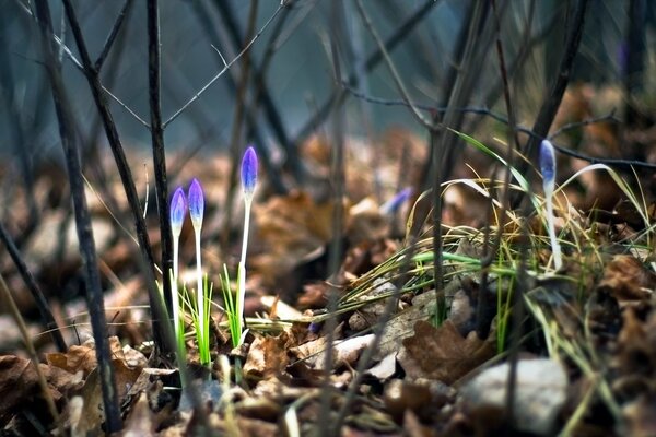 Prolis fleuris dans la forêt printanière