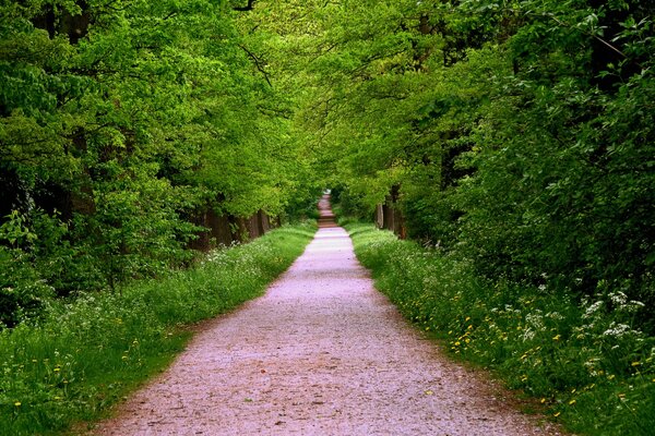 Waldweg. Sommerwald