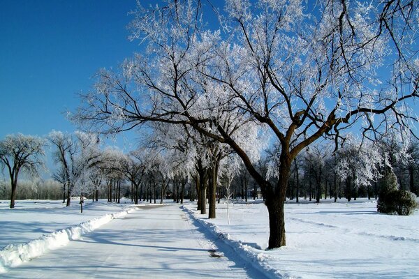 Paesaggio invernale strada tra alberi coperti di neve