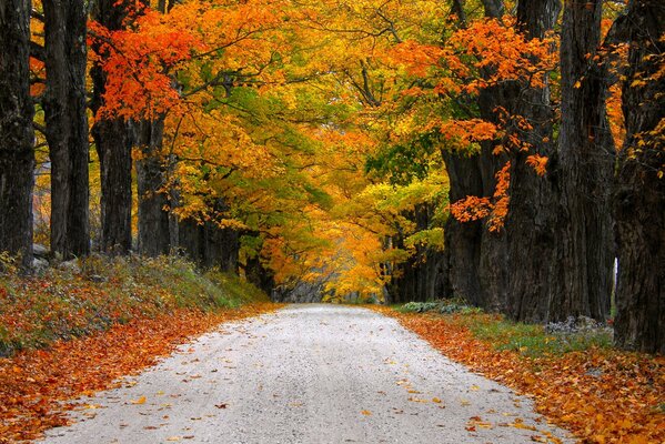 Camino a la distancia a través del corredor de hojas de otoño