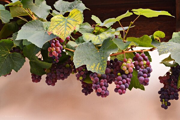 Las uvas maduras flexionan las ramas delgadas de la vid