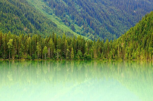 All shades of green on a mountain lake