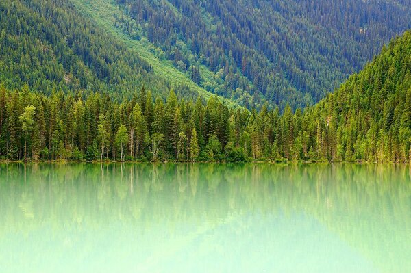 Все оттенки зелёного на горном озере