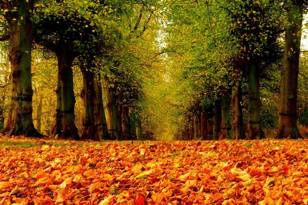 Strada nel parco. Passeggia nei colorati luoghi autunnali