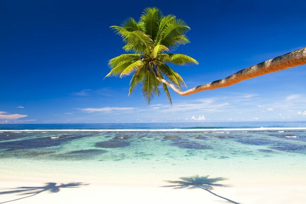 A lonely palm tree hangs beautifully over the white sand of the azure sea coast