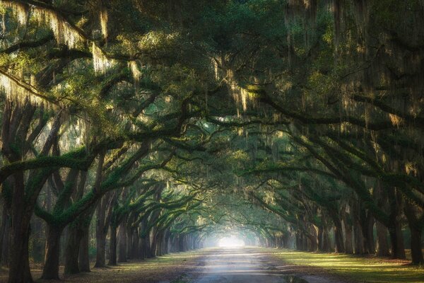 Arch of green trees over the road